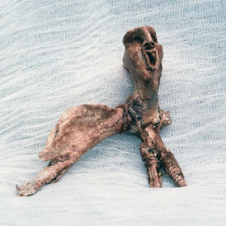 ange-branche©P.Matheron